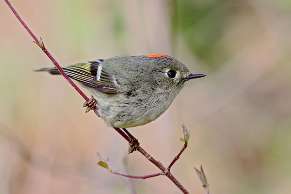 Ruby-crowned Kinglet © Russ Chantler